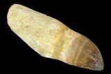 Fossil Rooted Mosasaur (Prognathodon) Tooth - Morocco #116909-1